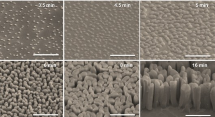 Blades of Grass Inspire Advance in Organic Solar Cells